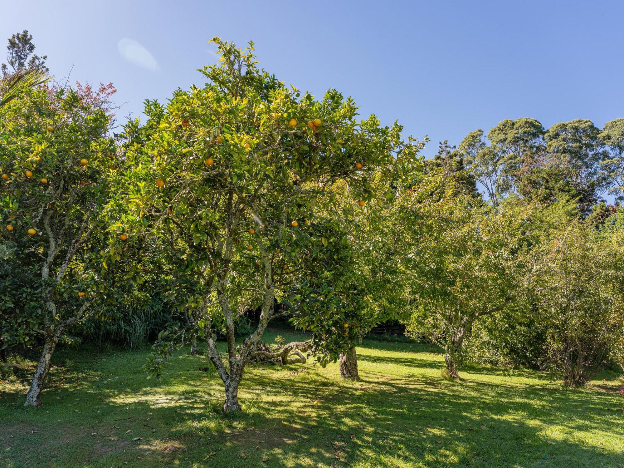 Birdsong - Whangamata Holiday Home Buitenkant foto
